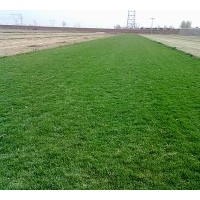 供應(yīng)天津高羊茅草坪