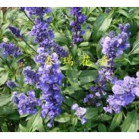 供應鼠尾草，藍花鼠尾草，蘭花鼠尾草