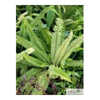 成都腎蕨苗木 蜈蚣草 排骨草供應(yīng)