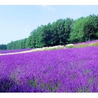 供宿根植物：一串紅,雞冠子,萬(wàn)壽菊,彩葉草,矮牽牛，垂吊牽牛等各