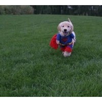 供應(yīng)天堂328草坪 百慕達(dá)黑麥草混播，麥冬草草坪，無土草坪，沙坪