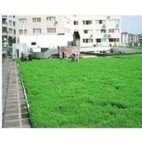 供應(yīng)佛甲草