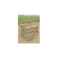 供應(yīng)果嶺草 馬尼拉草坪，矮生百慕達(dá)草坪，中華結(jié)蔞草坪，高羊茅