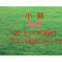 草皮：馬尼拉 天堂  高羊茅 狗牙根  果嶺草 混播草
