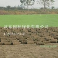 草坪合作社，百慕大，百慕達(dá)黑麥草混播草,沙培果嶺草坪