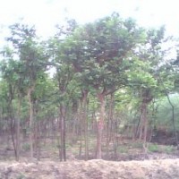 句容馬尼拉草坪直銷