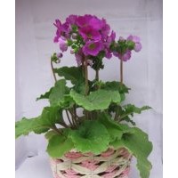 四季櫻草花卉批發(fā)