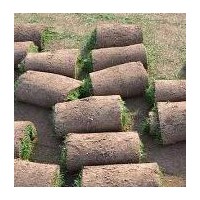 常年供應草坪-綠友草坪基地13643314197