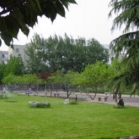 供別墅草坪，護(hù)坡草坪，牧草種子，四季青草坪種子