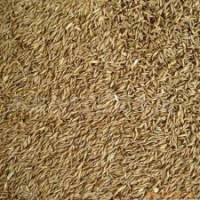 供應(yīng)黑麥草種子