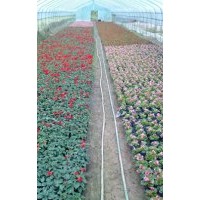 現(xiàn)供應(yīng)海棠花、一串紅、矮牽牛、孔雀草