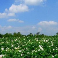 供應茉莉花價格