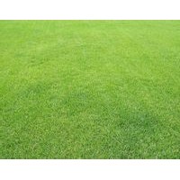 矮生百慕大草坪直銷