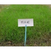 天堂419草坪、狗牙根草坪直銷