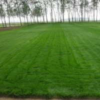 濟(jì)南草坪-青島草坪-淄博草坪-棗莊草坪