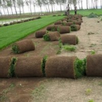 東營草坪-煙臺(tái)草坪-濰坊草坪-濟(jì)寧草坪