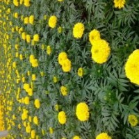 草花、草花小苗、龍柏小苗、北海道小苗、黃楊小苗、女貞小苗