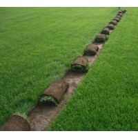 欒城草坪、石家莊草坪、草坪價格銷售 山西 山東