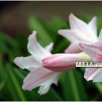 西北優(yōu)質(zhì)百合