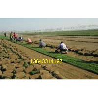 草坪信息/草坪新聞/石家莊草坪