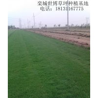 山東草坪 濟(jì)南草坪 青島草坪