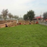 混播黑麥草坪種植