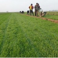 河北藁城草坪價格