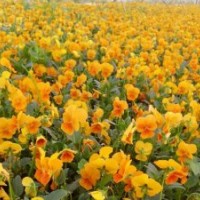 角堇基地角堇哪里價格便宜