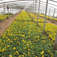 大量出售三色堇