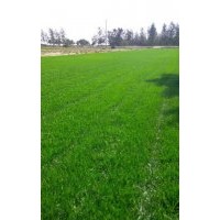 石家莊冷季型草坪價格