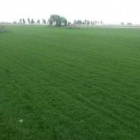 山西草坪價(jià)格