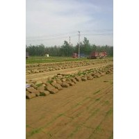 天津草坪價(jià)格