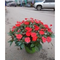 供應(yīng)湖南進(jìn)口鳳仙花