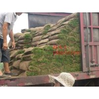 欒城運(yùn)動(dòng)場(chǎng)草皮