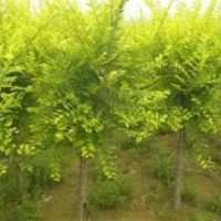 百匯園林苗木_金葉榆_定州金葉榆