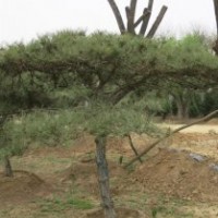 泰山松樹(shù)|泰山松|聚源園林(圖)