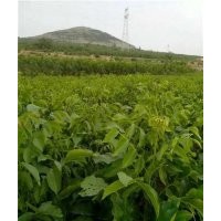 優(yōu)質(zhì)核桃苗|核桃苗|旭昇園藝場(多圖)