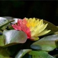 睡蓮基地、睡蓮、綠荷水生(圖)