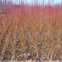 桃樹苗,潤(rùn)豐苗木,桃樹苗價(jià)格