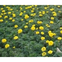 草花、君誠(chéng)花卉苗木、青海草花