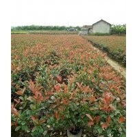 武義紅葉石楠、福江苗木口碑好、紅葉石楠小杯