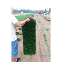 大量供應(yīng)冷季型草坪系列