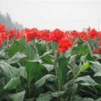 宿根花卉、君誠(chéng)花卉苗木、宿根花卉用途