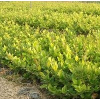 淮安法國(guó)冬青_宿遷四秀苗木有限公司(優(yōu)質(zhì)商家)_法國(guó)冬青售價(jià)