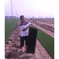 早熟禾草坪種植基地|冷季型草坪價格