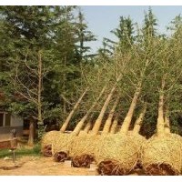 江蘇25公分銀杏樹|25公分銀杏樹|興隆銀杏(圖)