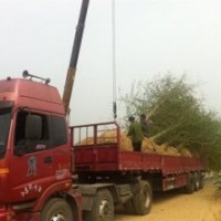 銀杏樹價格表_銀杏樹價格_華北銀杏(圖)