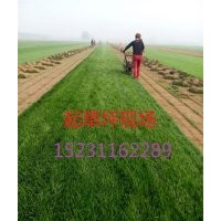 2017年草坪價格|春季草坪價格|早熟禾草坪