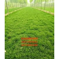 綠化草坪多少錢一平方米