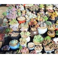 花卉基地_鳳城市花卉_綠馨花卉(多圖)